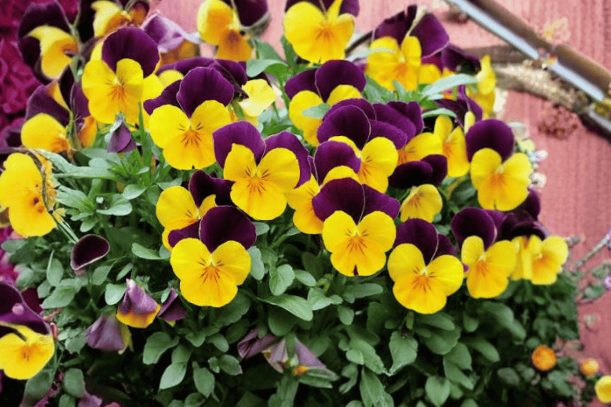Penny Orange Jump-Up Viola Live Plant - 4-Inch Pot (Viola cornuta 'Penny Orange Jump-Up')