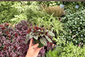 Peperomia Santorini – 2 Exact Potted or Bare-Root Plants, 4" Pot Reference
