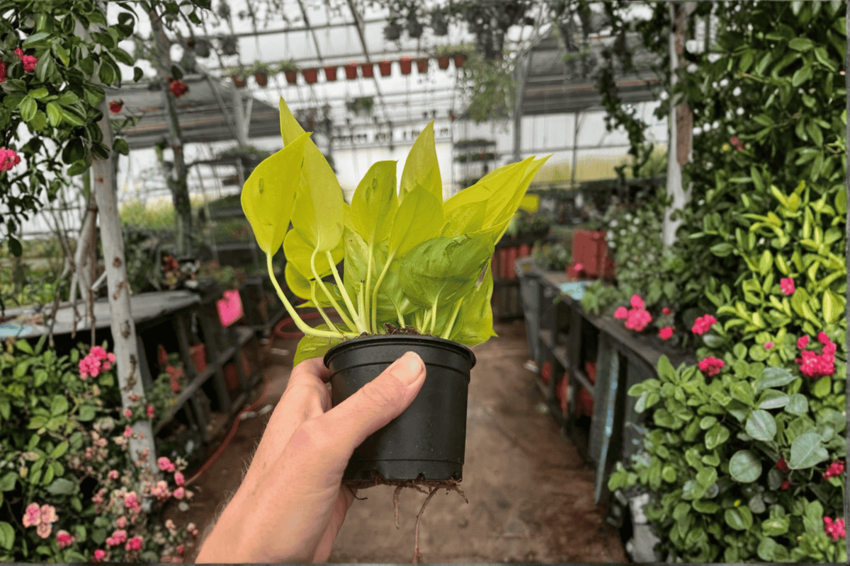 Champs Elysées Pothos Live Plants - 2 Units in 4-Inch Pot (Epipremnum aureum 'Champs Elysées')