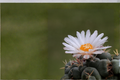 Thelocactus lloydii Seed-Grown Live Cactus – Rare Specimen