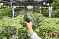Alocasia baginda ‘Dragon Scale’ Live Plants (2) in 4-Inch Pots