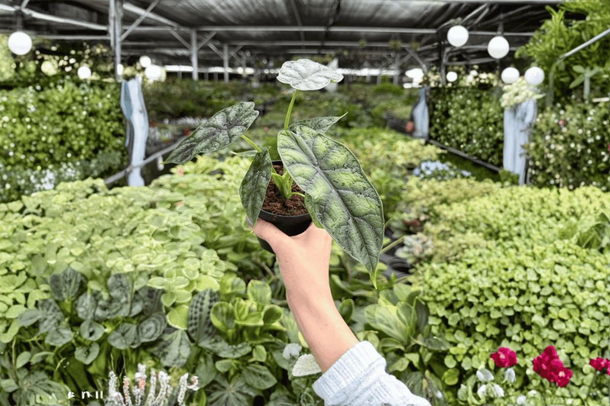 Alocasia baginda ‘Dragon Scale’ Live Plants (2) in 4-Inch Pots