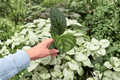 Variegated Monstera Peru Starter Plants (2 Live Plugs) Monstera sp. ‘Peru’