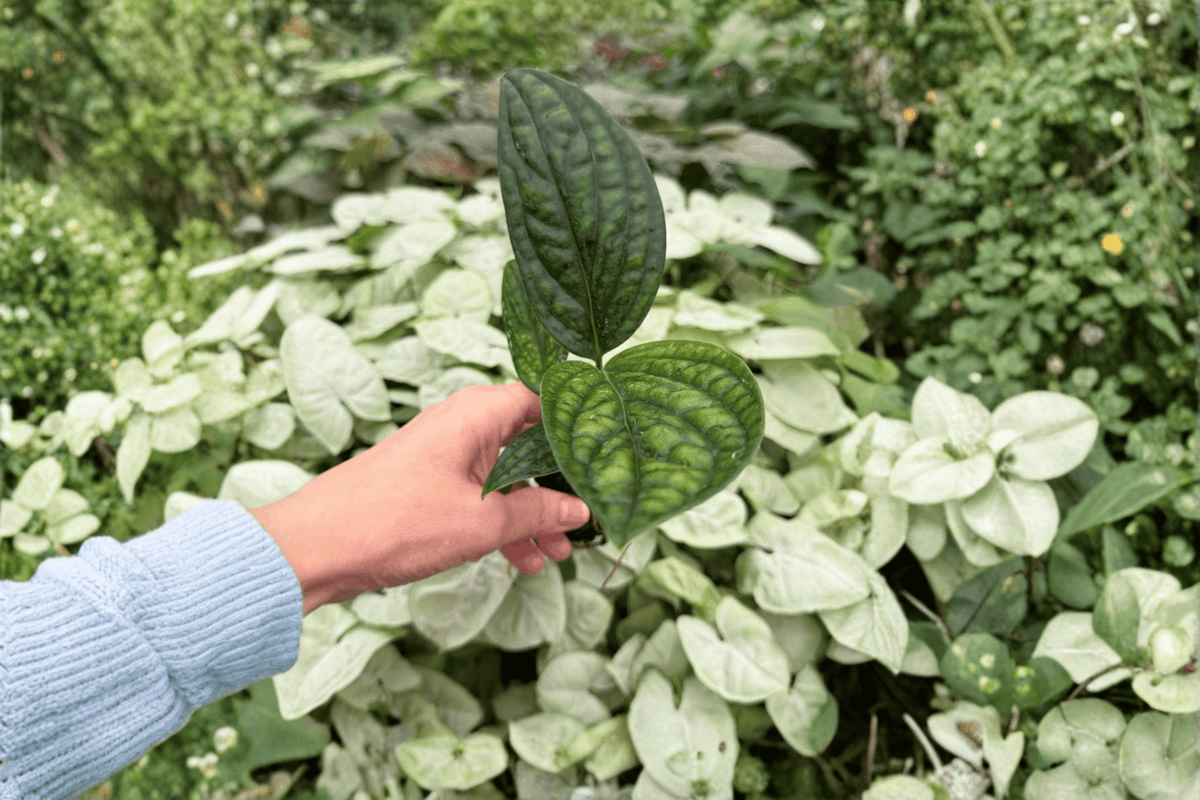 Variegated Monstera Peru Starter Plants (2 Live Plugs) Monstera sp. ‘Peru’