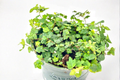 String of Frogs Ficus pumila ‘Quercifolia’ 4-Inch Pot Live Plant