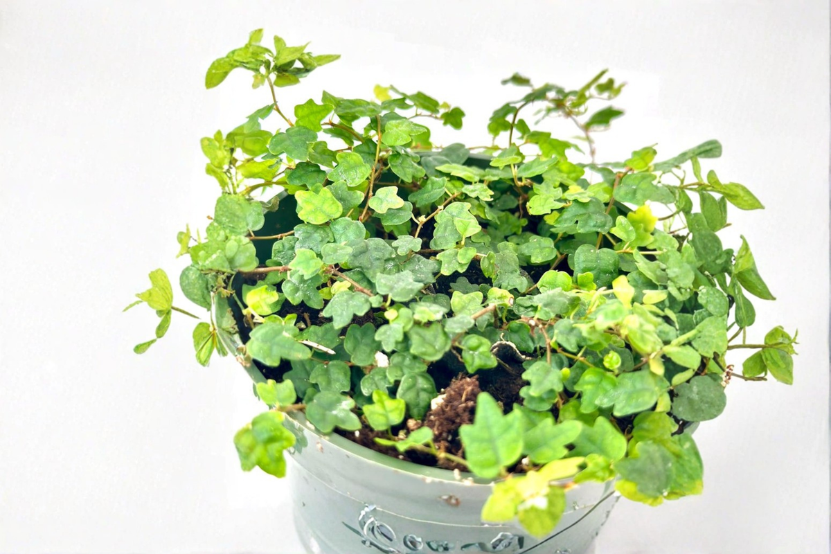 String of Frogs Ficus pumila ‘Quercifolia’ 4-Inch Pot Live Plant