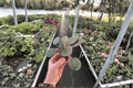 Buckeye Country Gal African Violet Starter Plants (2) – Streptocarpus ionanthus