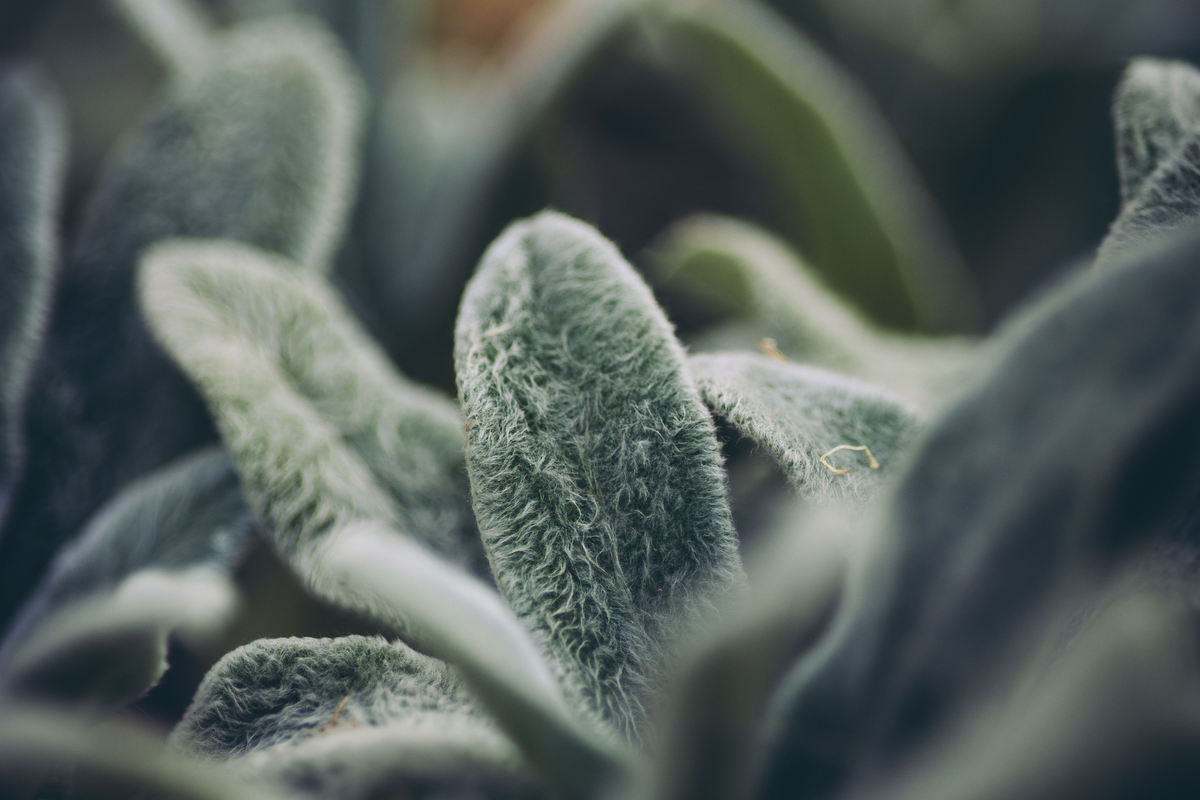 Lamb's Ears by Stachys byzantina - Bare Root Starter Plants