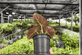 Alocasia reginula 'Black Velvet' – 2 Live Plants in 4-Inch Pots