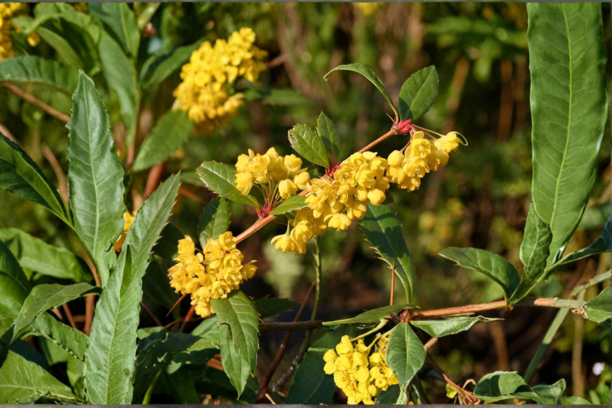 Wintergreen Barberry (Berberis julianae) 3 Gallon Live Evergreen Shrub