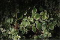 Variegated Swedish Ivy Plectranthus forsteri Marginatus - 4-Inch Pot Live Plant