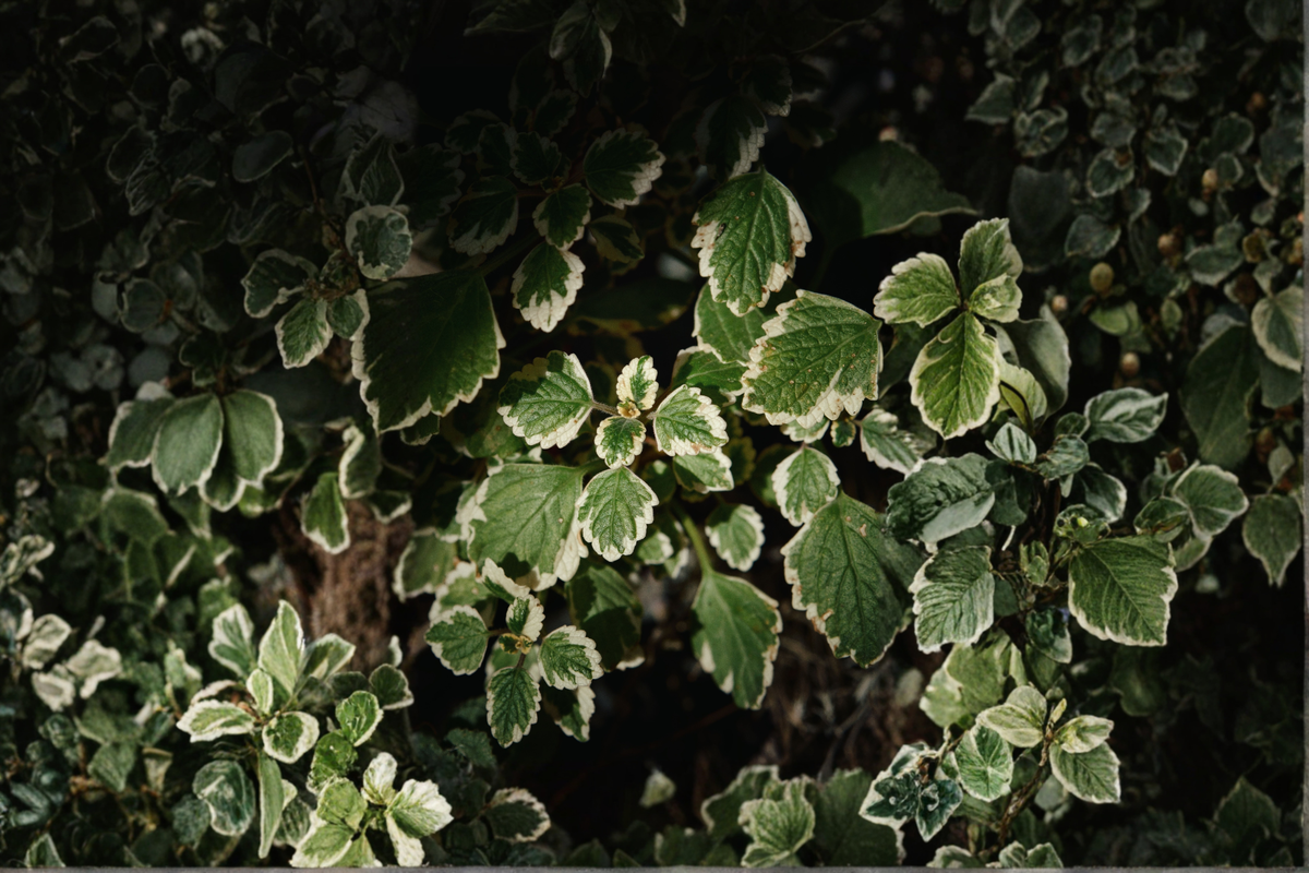 Variegated Swedish Ivy Plectranthus forsteri Marginatus - 4-Inch Pot Live Plant