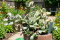 Adromischus filicaulis 'Blood Spot' Live Succulent - 4-Inch Pot