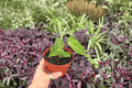 Anthurium Venom × Xone Live Plants (2) - 4-Inch Bare Root