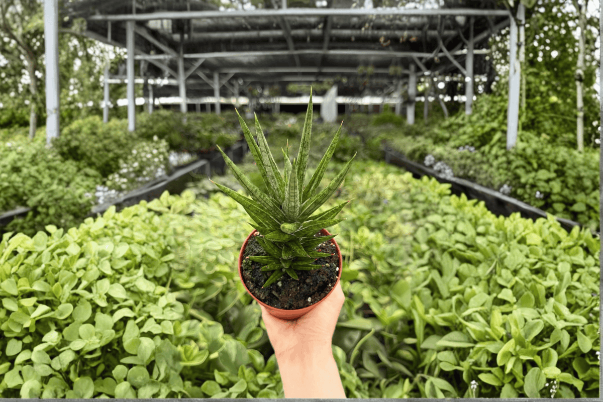 Sansevieria Francisii Dracaena francisii - 2x 4-Inch Potted Plants