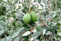 Marion Pineapple Guava (Acca sellowiana 'Marion') Grafted 1 Gal Live Plant