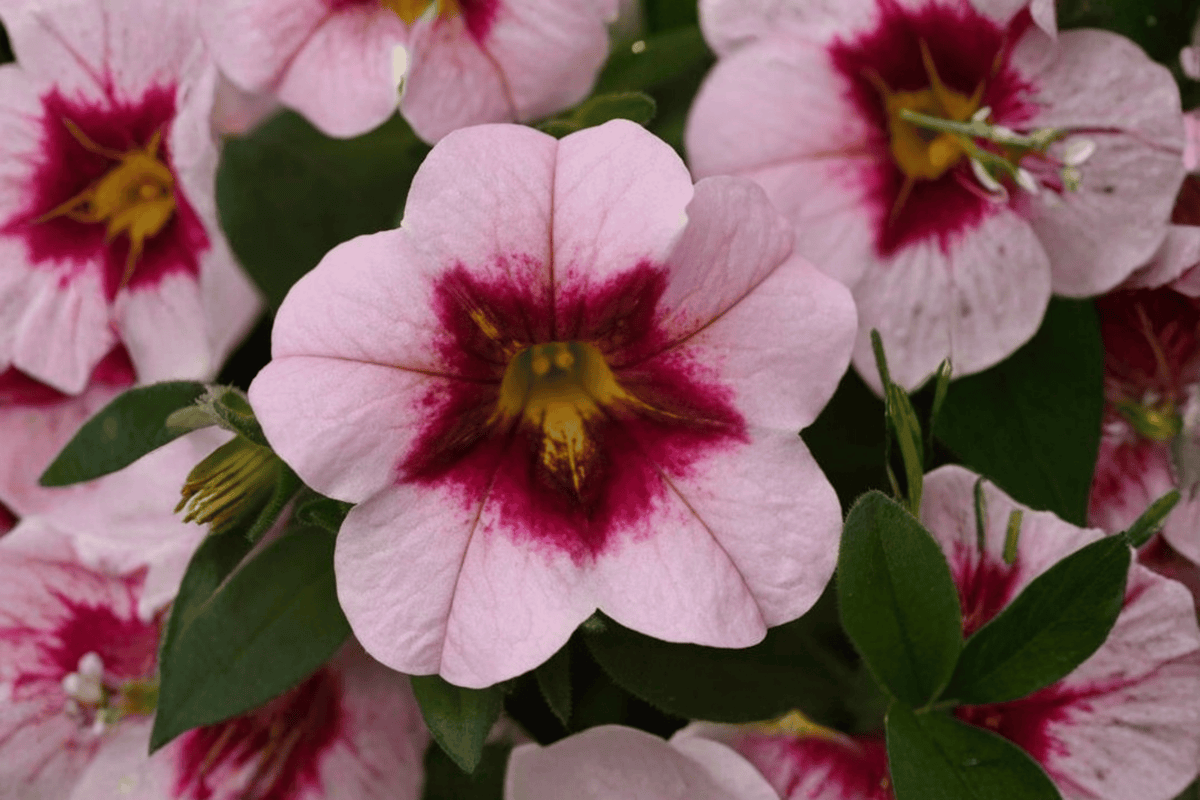 Calibrachoa MiniFamous Uno Pink Strike Million Bells - 4-Inch Pot (1 Live Plant)