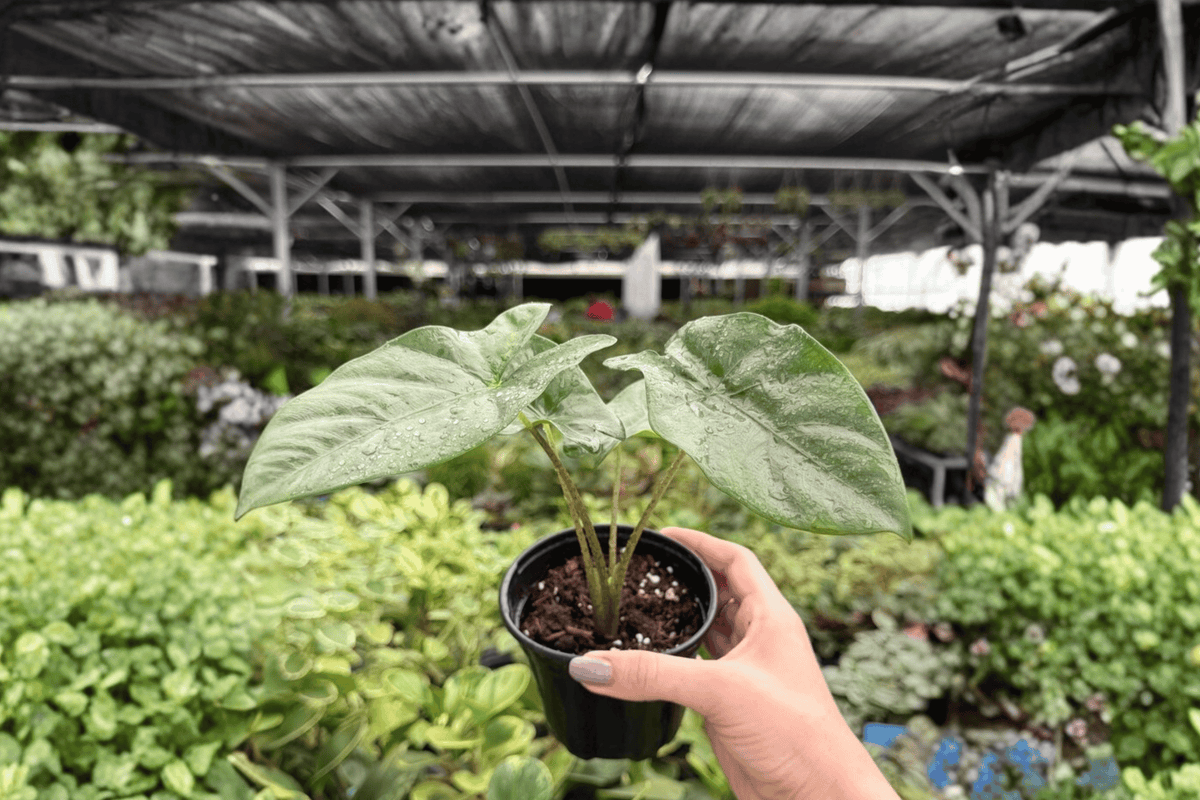 Alocasia Corazon Live Plants (2) in 4-Inch Pots — Exact Plants Pictured