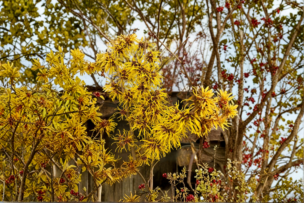 Witch Hazel Ostergold Bare Root Live Plant – Hamamelis x intermedia Yellow Winter Bloom Shrub