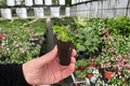 Philodendron fibraecataphyllum Starter Plants – Bare Root (2 Pack)