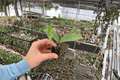Hoya Jade Starter Plants (2) – Bare Root Live Hoya Jade Cuttings