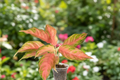 Aglaonema Panama Pink — 4 Inch Grower Pot Live Plant