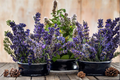 English Lavender Live Plants Set of 4 in 3-Inch Pots - Lavandula angustifolia