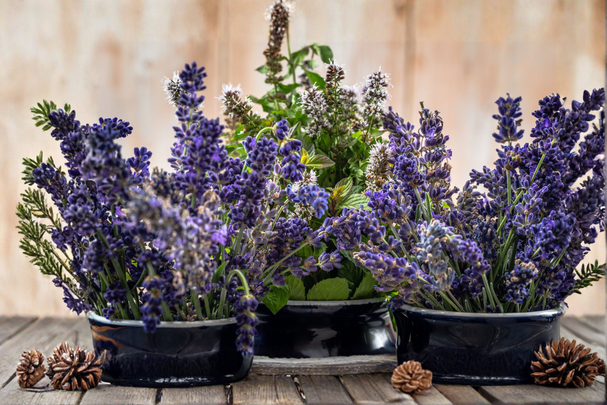 English Lavender Live Plants Set of 4 in 3-Inch Pots - Lavandula angustifolia