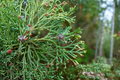 Atlantic White Cedar Andelye Conica Live Plant 1 Gallon Pot | Chamaecyparis thyoides
