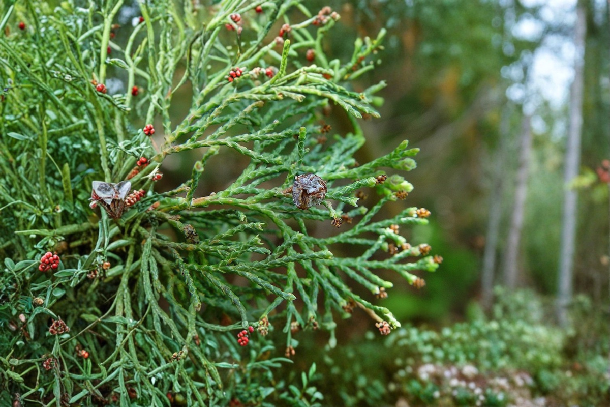 Atlantic White Cedar Andelye Conica Live Plant 1 Gallon Pot | Chamaecyparis thyoides