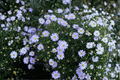 Surdaisy Mauve Swan River Daisy - 1 Live Plant in 4-Inch Pot (Brachyscome Surdaisy 'Mauve')