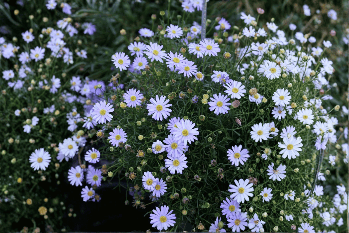 Surdaisy Mauve Swan River Daisy - 1 Live Plant in 4-Inch Pot (Brachyscome Surdaisy 'Mauve')