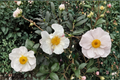 Daydream Camellia sasanqua (1 Gallon) - Pink Fall-Blooming Evergreen Shrub