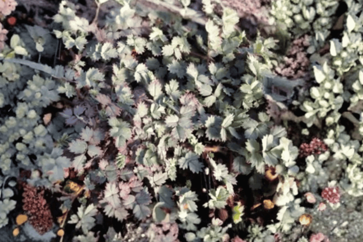 Blue Haze New Zealand Burr (Acaena saccaticupula ‘Blue Haze’) - 4-Inch Live Plant