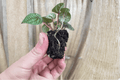 Peperomia Burbella Starter Plants (2) – Bare Root, 2-Inch Pots
