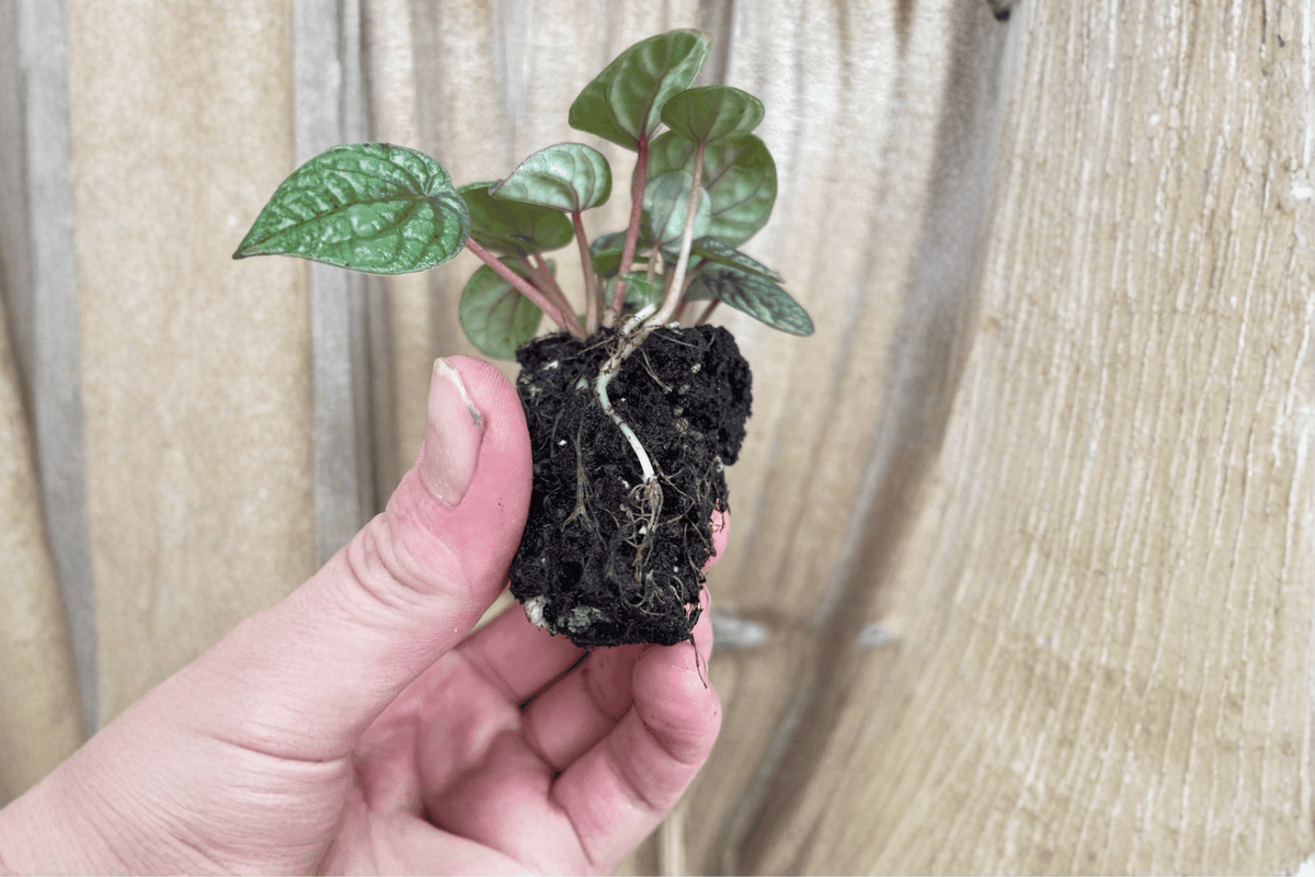 Peperomia Burbella Starter Plants (2) – Bare Root, 2-Inch Pots