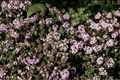 Doone Valley Thyme - 1 Live Plant in 4-Inch Pot (Thymus ‘Doone Valley’)