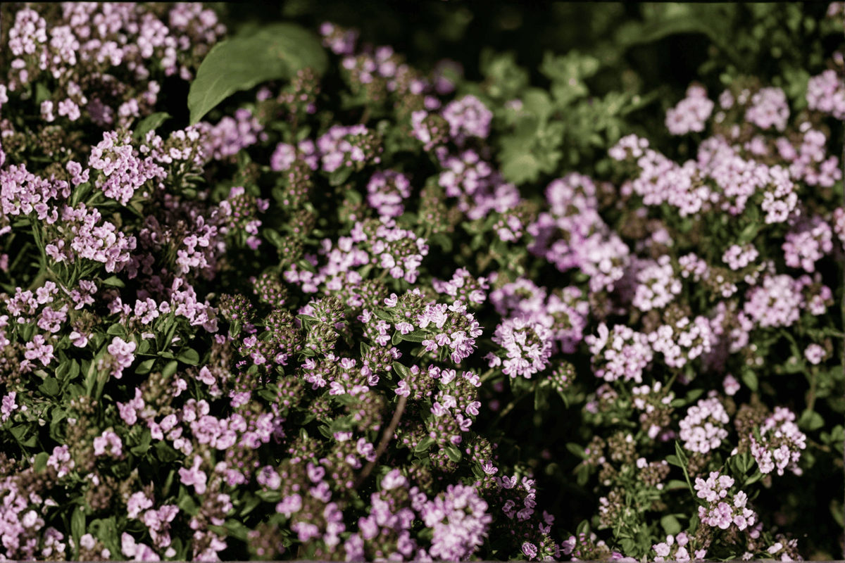 Doone Valley Thyme - 1 Live Plant in 4-Inch Pot (Thymus ‘Doone Valley’)