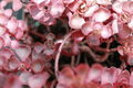 Voodoo Stonecrop Phedimus spurius ‘Voodoo’ – 1 Live Plant, 4-Inch Pot