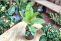 Ficus Shivereana Moonshine Variegated Rubber Plant | Rooted Starter Live Plant