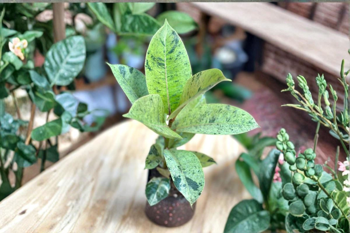 Ficus Shivereana Moonshine Variegated Rubber Plant | Rooted Starter Live Plant
