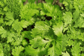Calypso Cilantro - 1 Live Plant in 4-Inch Pot (Coriandrum sativum 'Calypso')