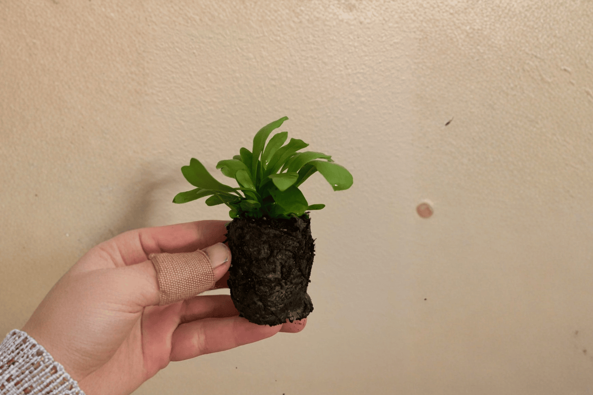 Green Flame Fern Starter Plants (2) Microsorum punctatum ‘Green Flame’ – 2-Inch Pots, Unpotted