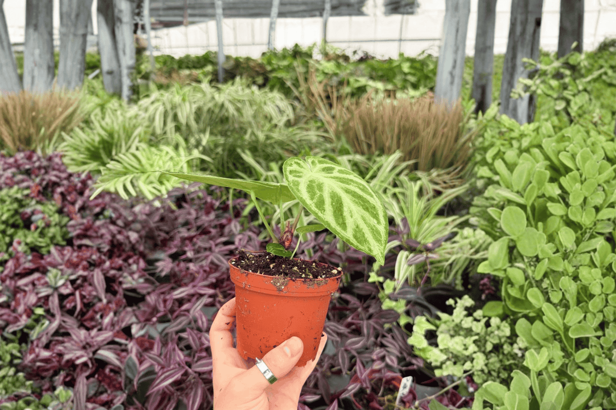 Anthurium Silver × Ferrari Live Plants (2) in 4-Inch Pots — Hybrid Aroid