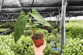 Anthurium Hoffmannii x Red Gunsal - 2 Exact Live Plants in 4-Inch Pots