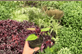 Anthurium Subsignatum x Regale – 2 Live Plants in 4” Pots (Exact Plants)