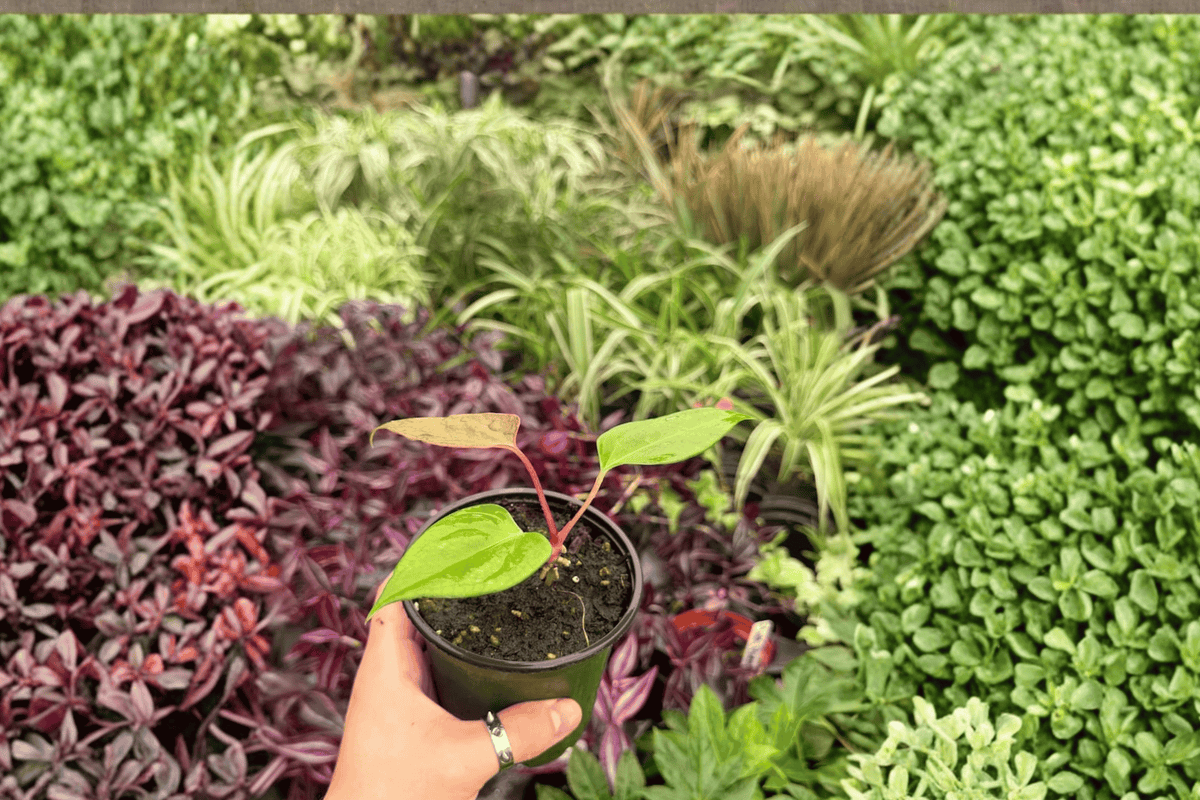 Anthurium Subsignatum x Regale – 2 Live Plants in 4” Pots (Exact Plants)