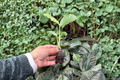 Calathea Zebrina (Goeppertia zebrina) - 2 Live Starter Plants, Bare Root with Soil Pod