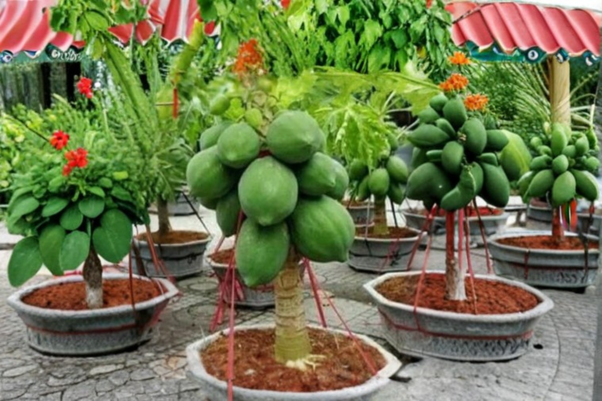 Dwarf Solo Papaya Seeds - 3 Fresh Seeds for Indoor/Outdoor Container Garden