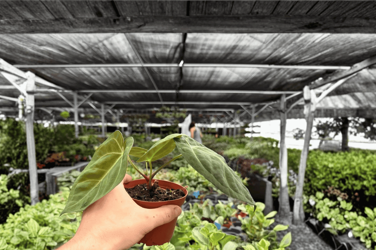 Anthurium Dark Phoenix x Besseae Live Plants - 4-Inch Pot (2) Exact Plants